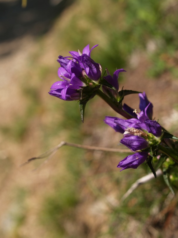 fiori dal cadore